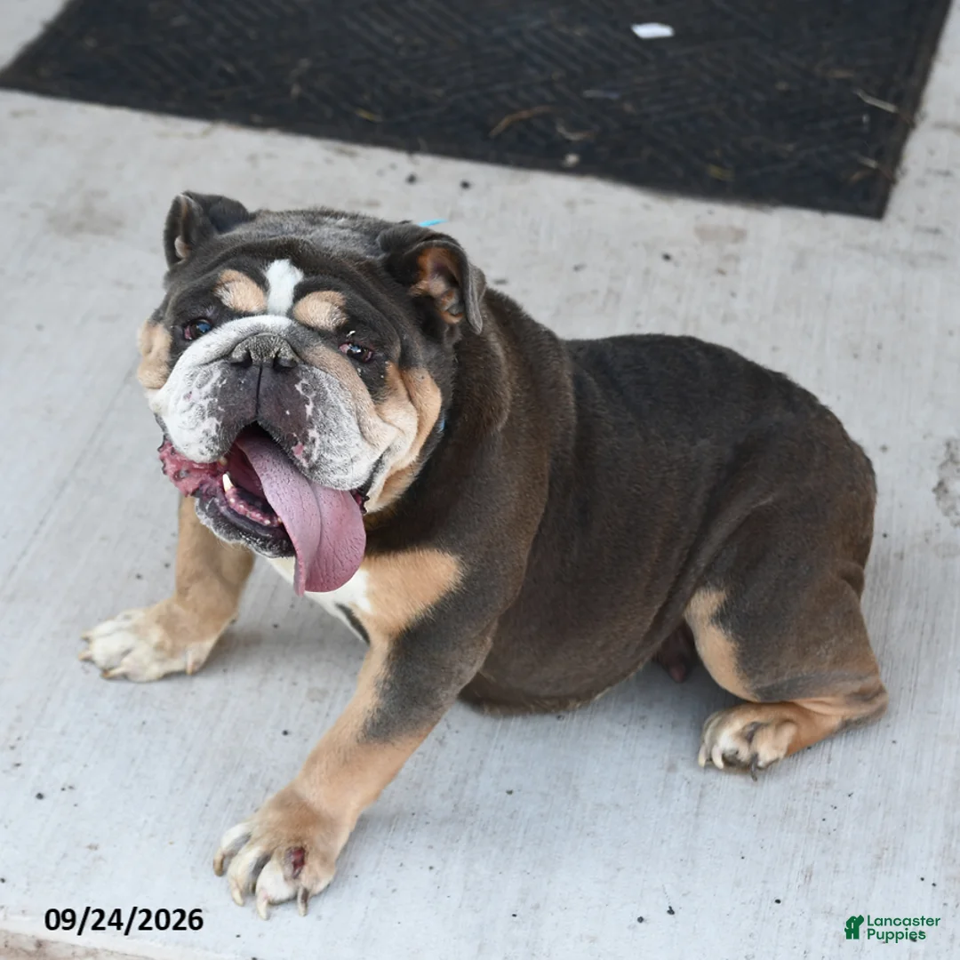 English Bulldog dogs for sale: Blueberry - Ad 2
