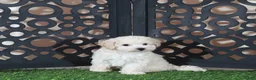 Bichpoo dogs for sale: Chloe Sweet Little Poochon Puppy - Ad 3