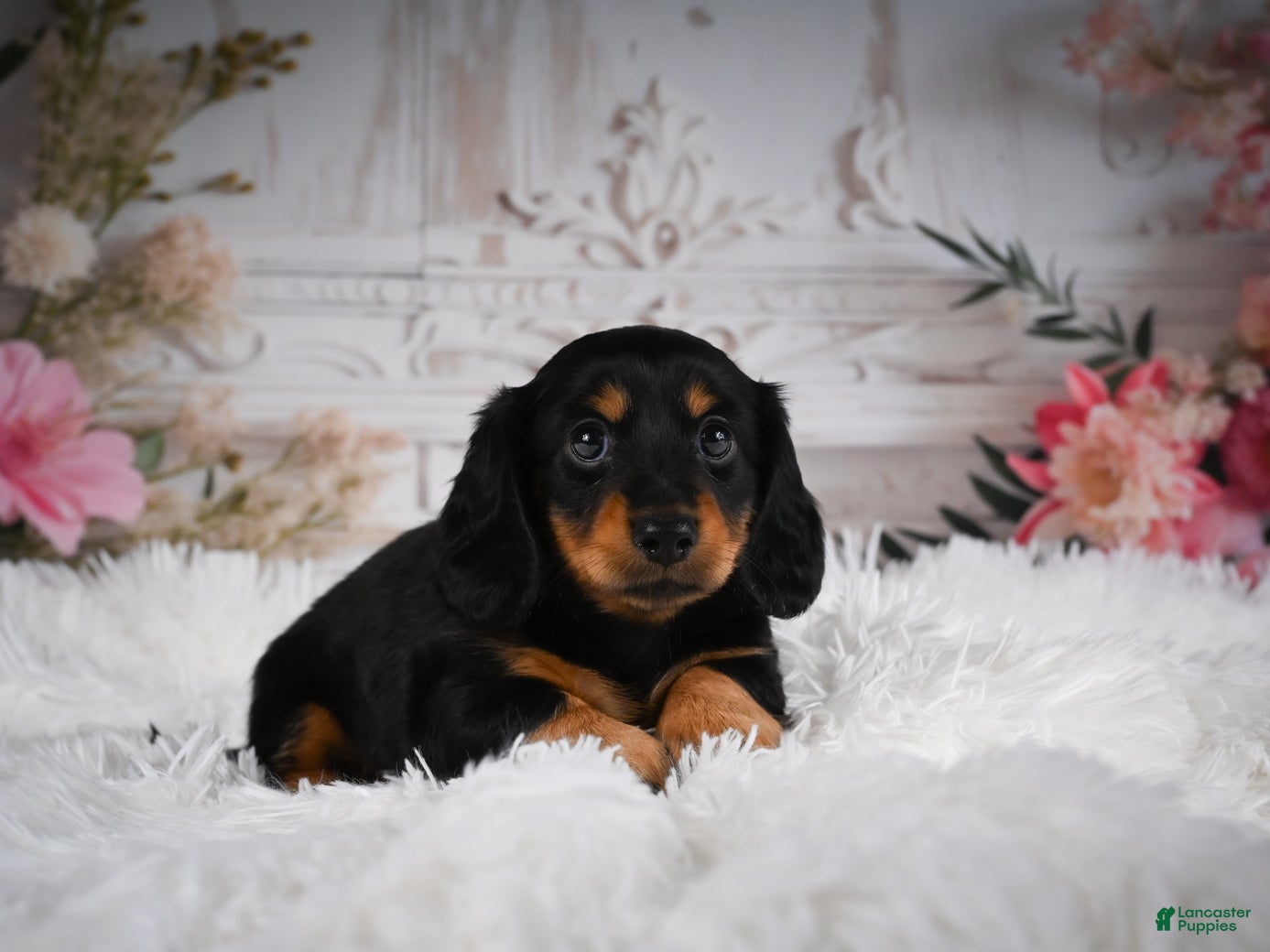 Miniature Dachshund dogs AKC-Alice - Ad 1