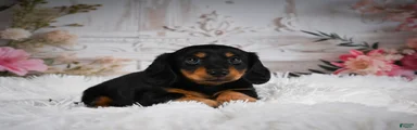 AKC-Alice