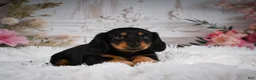 Miniature Dachshund dogs for sale: AKC-Alice - Ad 1