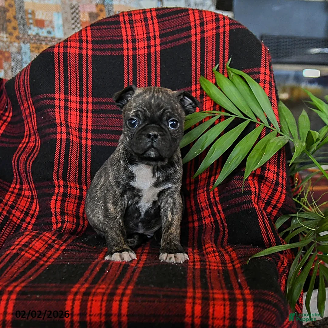 Mixed Breed dogs for sale: Atlas - Ad 1