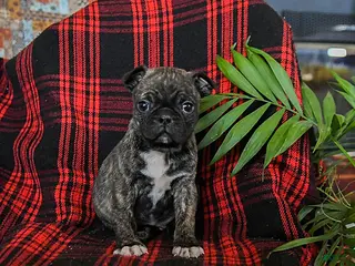 Mixed Breed dogs Atlas - Ad 40