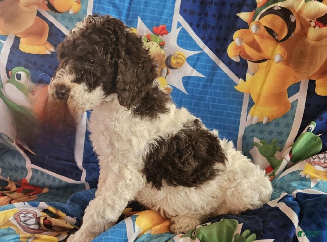 Double Doodle dogs Theodore - Ad 2