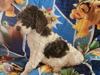 Double Doodle dogs Theodore - Ad 2