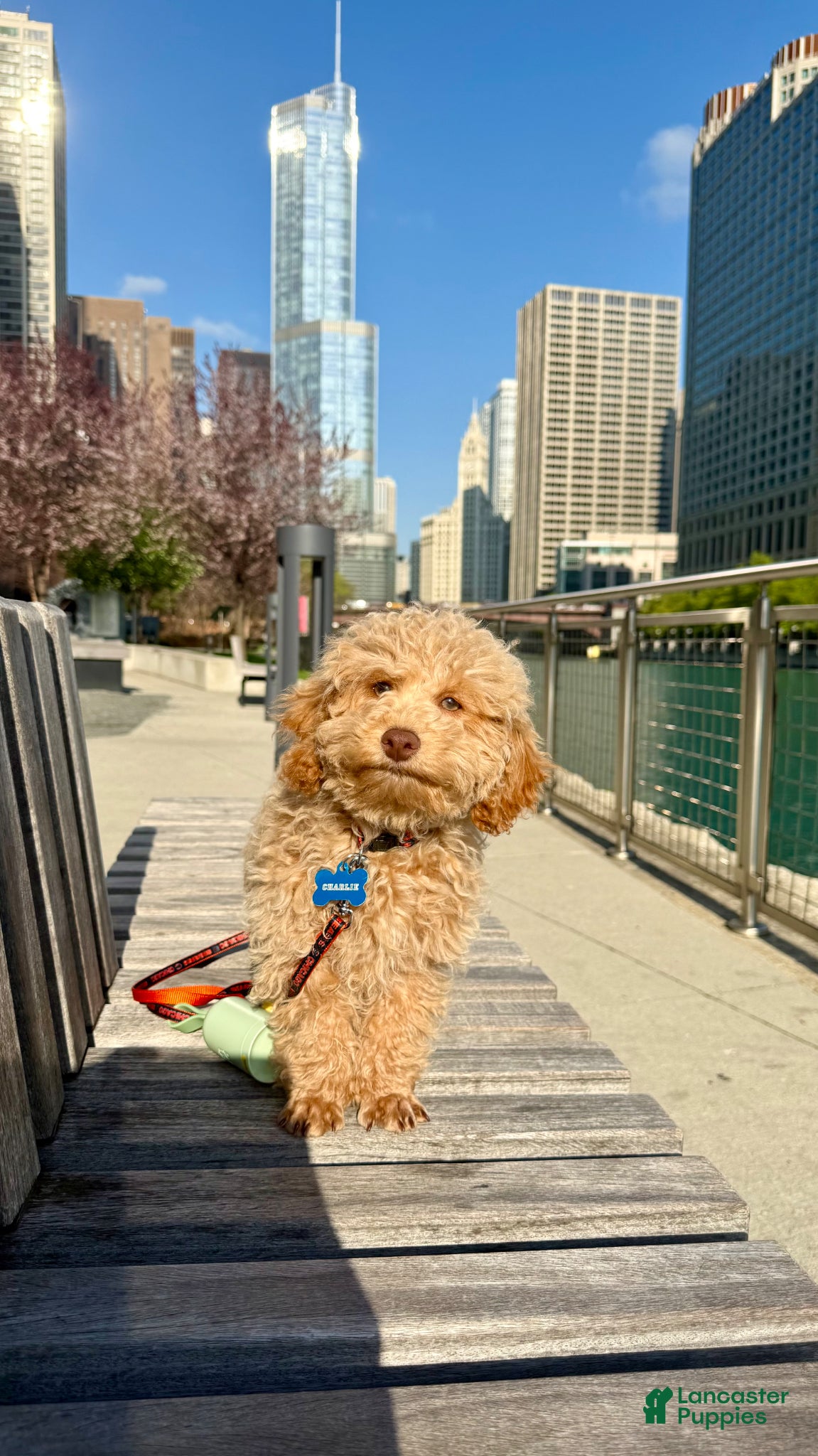 Toy Poodle dogs for sale: Charlie  - Ad 1