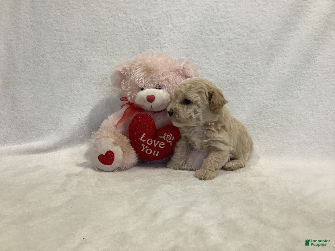 Maltipoo dogs for sale: Cuddles - Ad 7