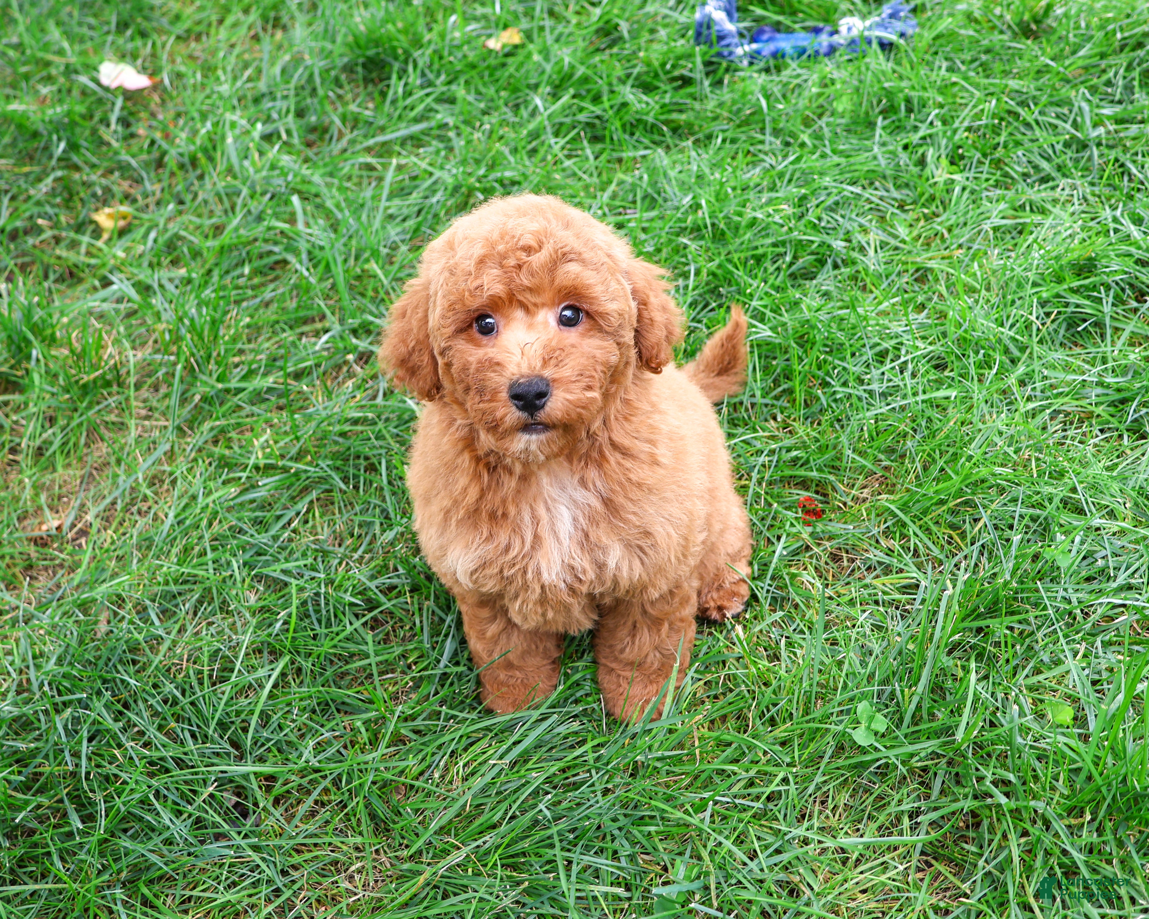 Mini Goldendoodle dogs for sale: Denny - Ad 2