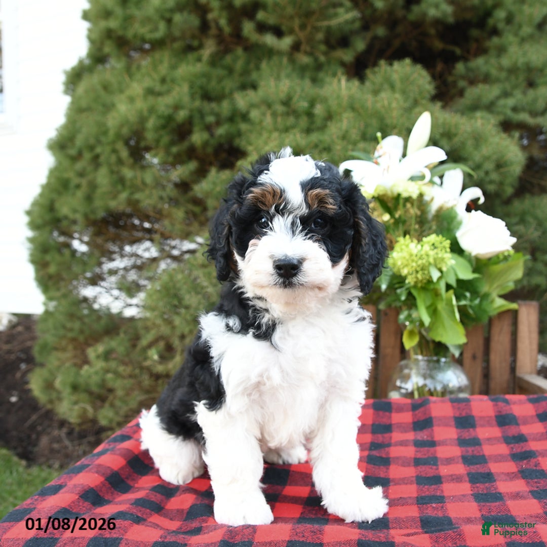 Mini Bernedoodle dogs for sale: Sara - Ad 2