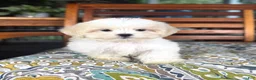 Malshi dogs for sale: Miles - Ad 6