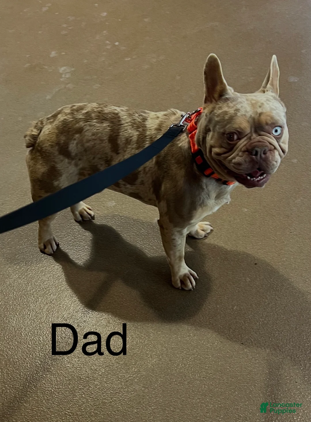 French Bulldog dogs for sale:  Puppy 5 - Ad 4