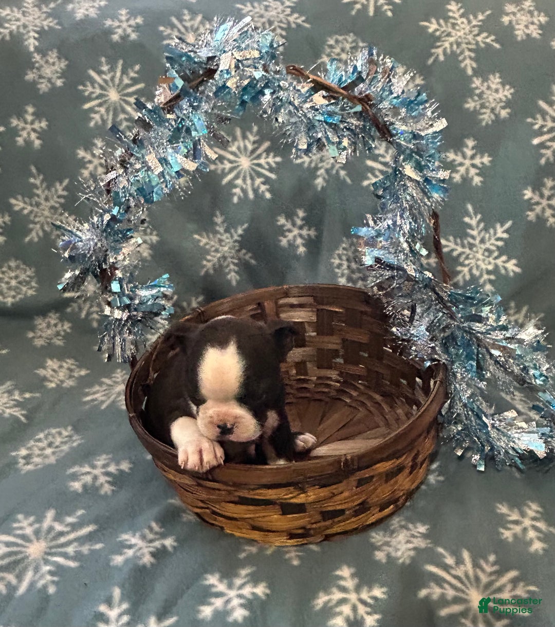 Boston Terrier dogs for sale: Boston Terrier Puppy 1 - Ad 1