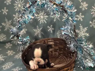 Boston Terrier dogs Boston Terrier Puppy 1 - Ad 7