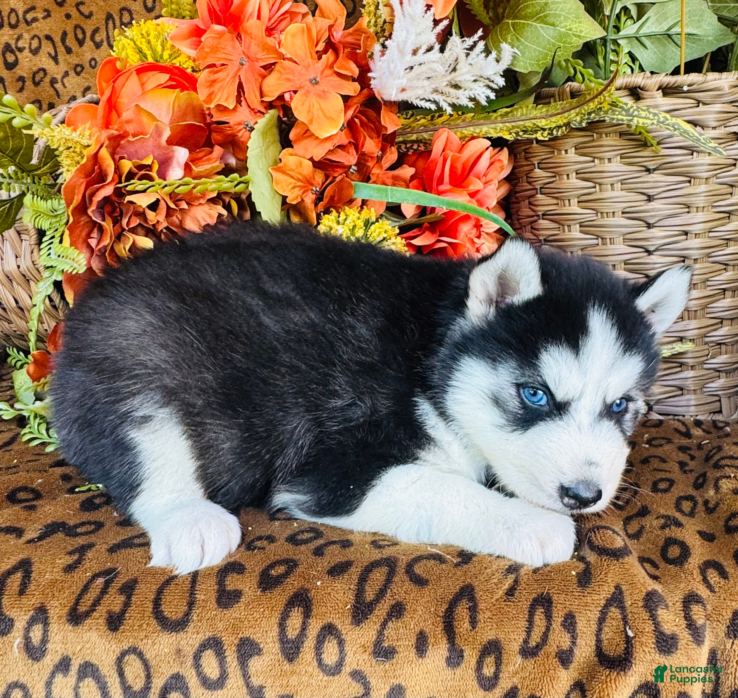 Siberian Husky dogs for sale: Siberian Husky 2 - Ad 2