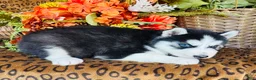 Siberian Husky dogs for sale: Siberian Husky 2 - Ad 2