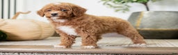 Miniature Poodle dogs for sale: Carmen - Ad 6