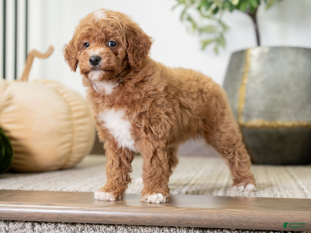 Miniature Poodle dogs for sale: Carmen - Ad 6