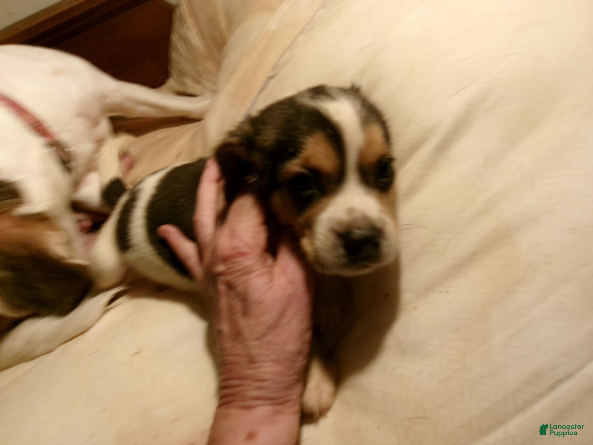 Beagle dogs Beagle 2 - Ad 1