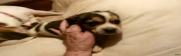 Beagle dogs for sale: Beagle 2 - Ad 1