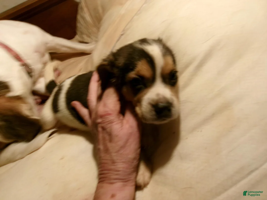 Beagle dogs for sale: Beagle 2 - Ad 1
