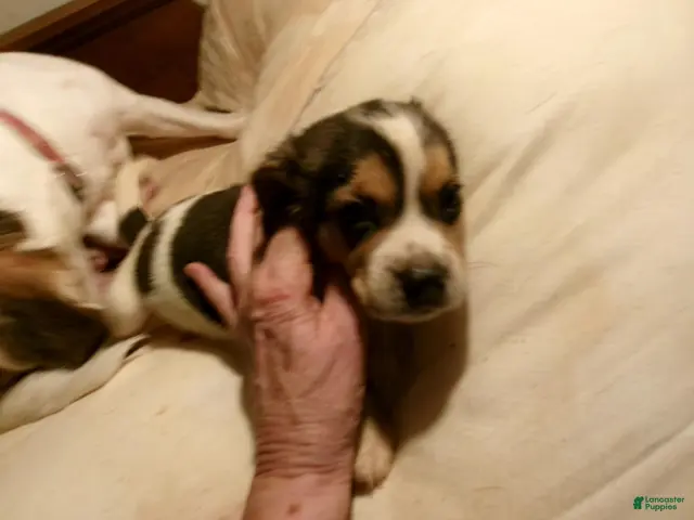 Beagle dogs Beagle 2 - Ad 1