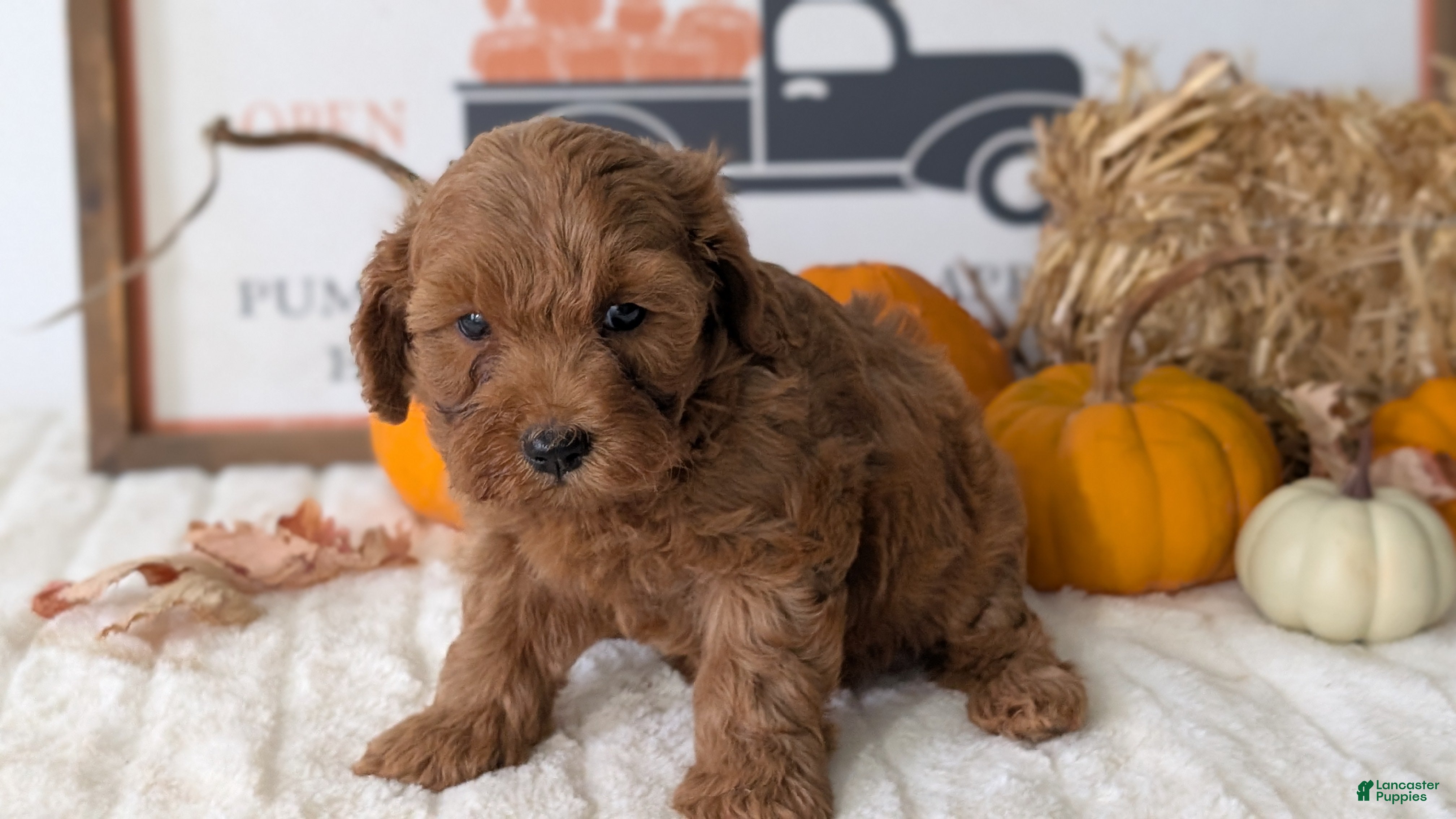 Mini Goldendoodle dogs Daisy - Ad 2