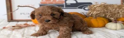 Mini Goldendoodle dogs for sale: Daisy - Ad 2