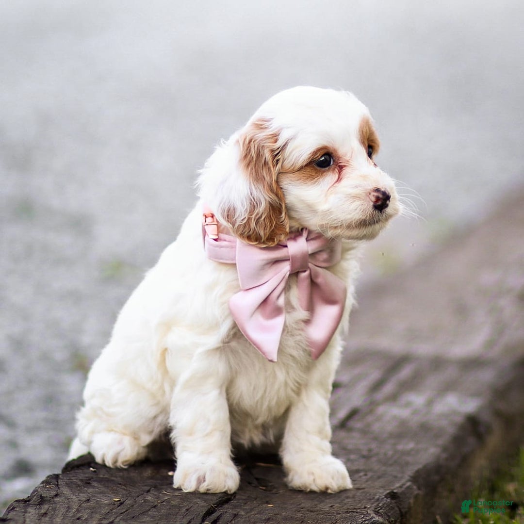 Goldendoodle dogs for sale: Odette - Ad 11