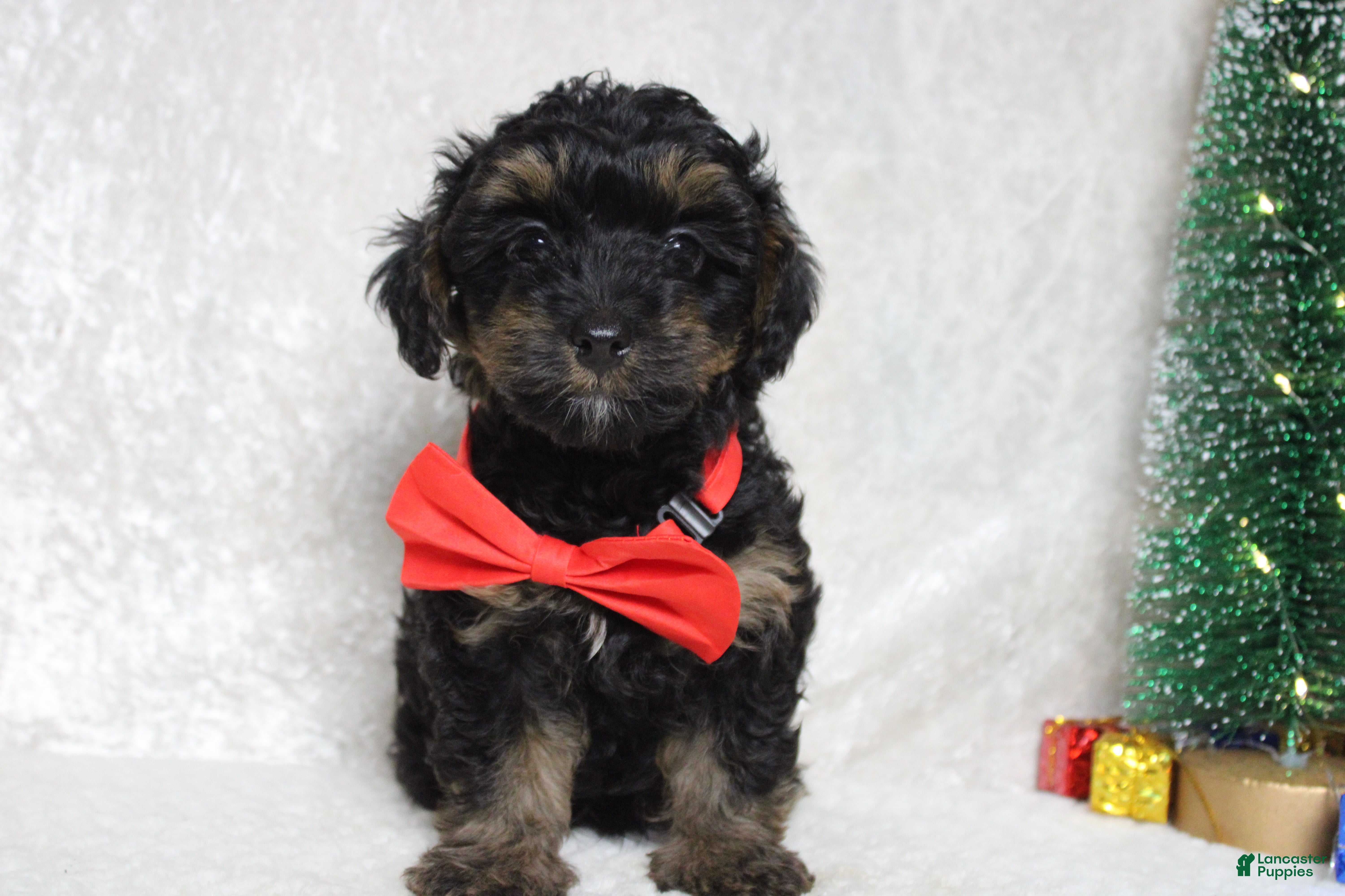 Yorkiepoo dogs Harvest  - Ad 32