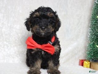 Yorkiepoo dogs Harvest - Ad 21