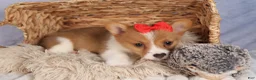 Welsh Corgi Pembroke dogs for sale:  Brusier 🐶 - Ad 16