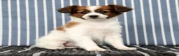 Papillon dogs for sale: Mason - Ad 5