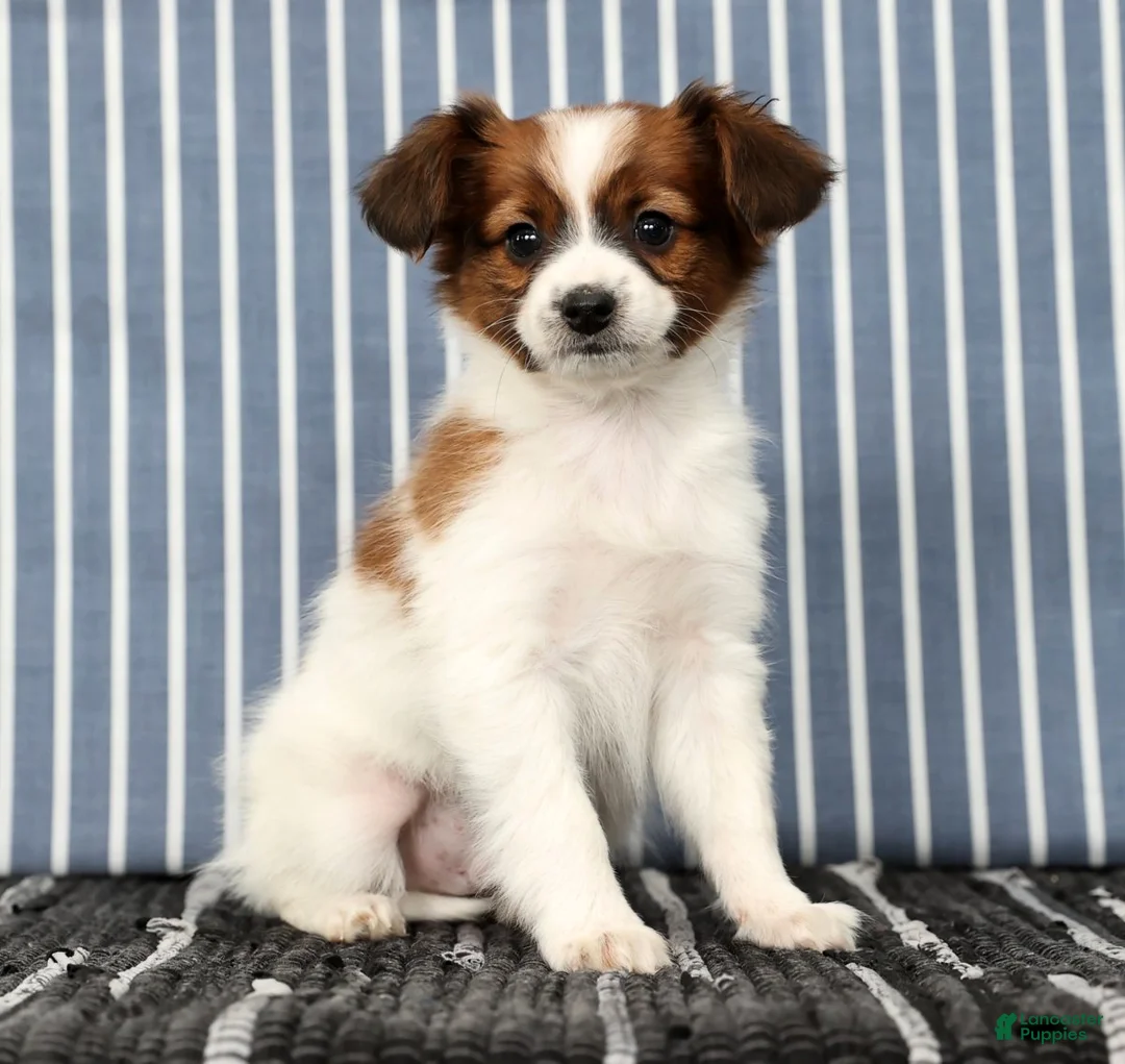 Papillon dogs for sale: Mason - Ad 5