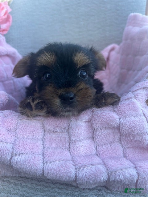 Yorkshire Terrier dogs June - Ad 2