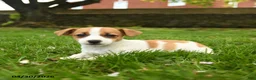 Jack Russell Terrier dogs for sale: Hadly - Ad 3