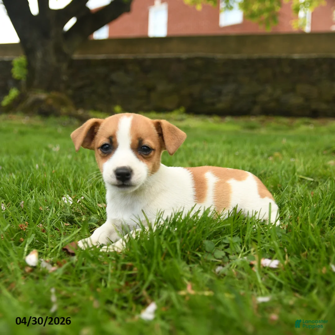 Jack Russell Terrier dogs for sale: Hadly - Ad 3