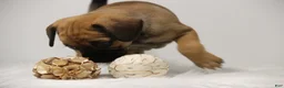 Puggle dogs for sale: Sierra - Ad 10
