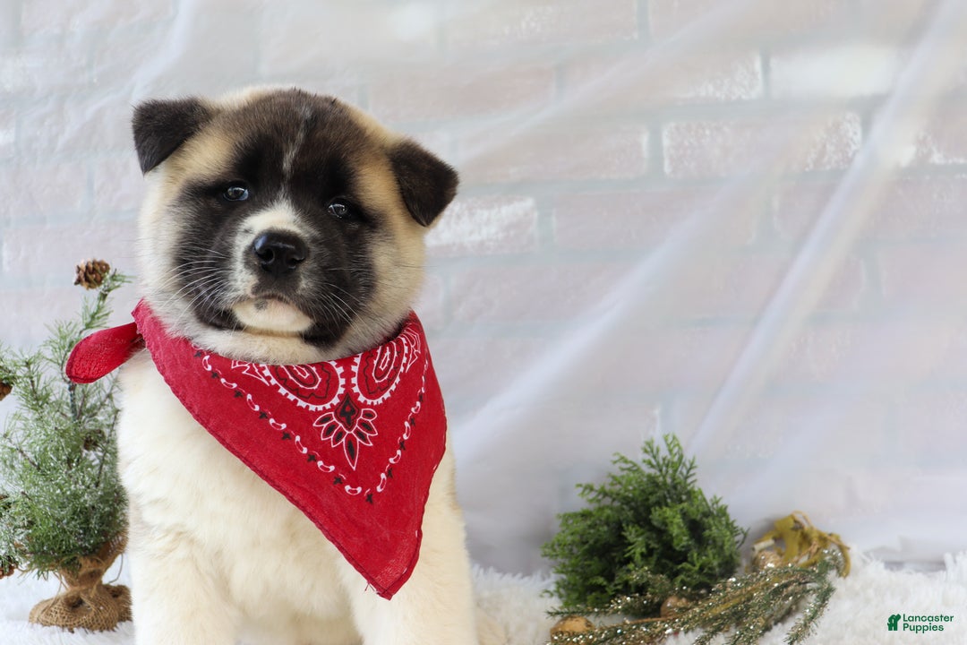 Akita dogs for sale: Trevor - Ad 11