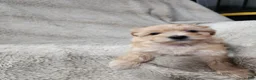 Pomapoo dogs for sale: Daisy - Ad 1