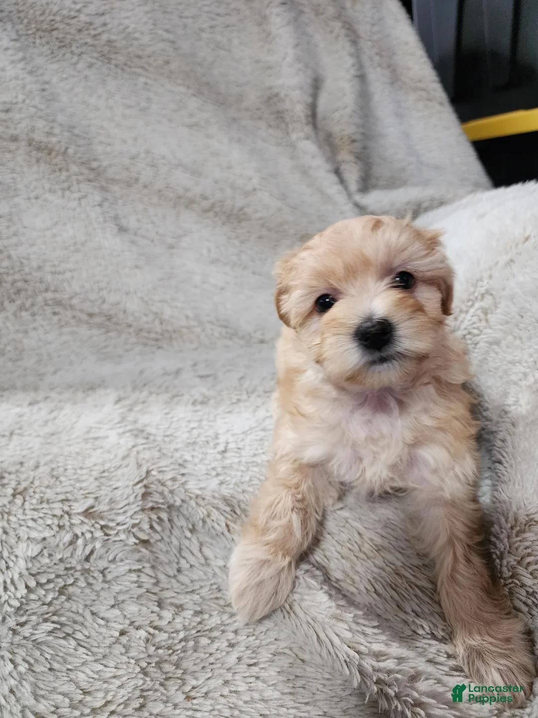 Pomapoo dogs for sale: Daisy - Ad 1