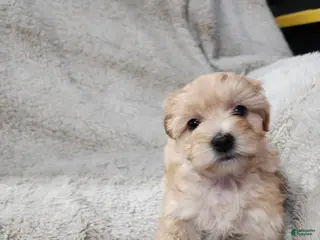 Pomapoo dogs for sale: Daisy - Ad 1