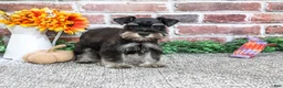 Miniature Schnauzer dogs for sale: Davina - Ad 4