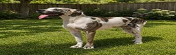 Great Dane dogs for sale: Citrine - Ad 4