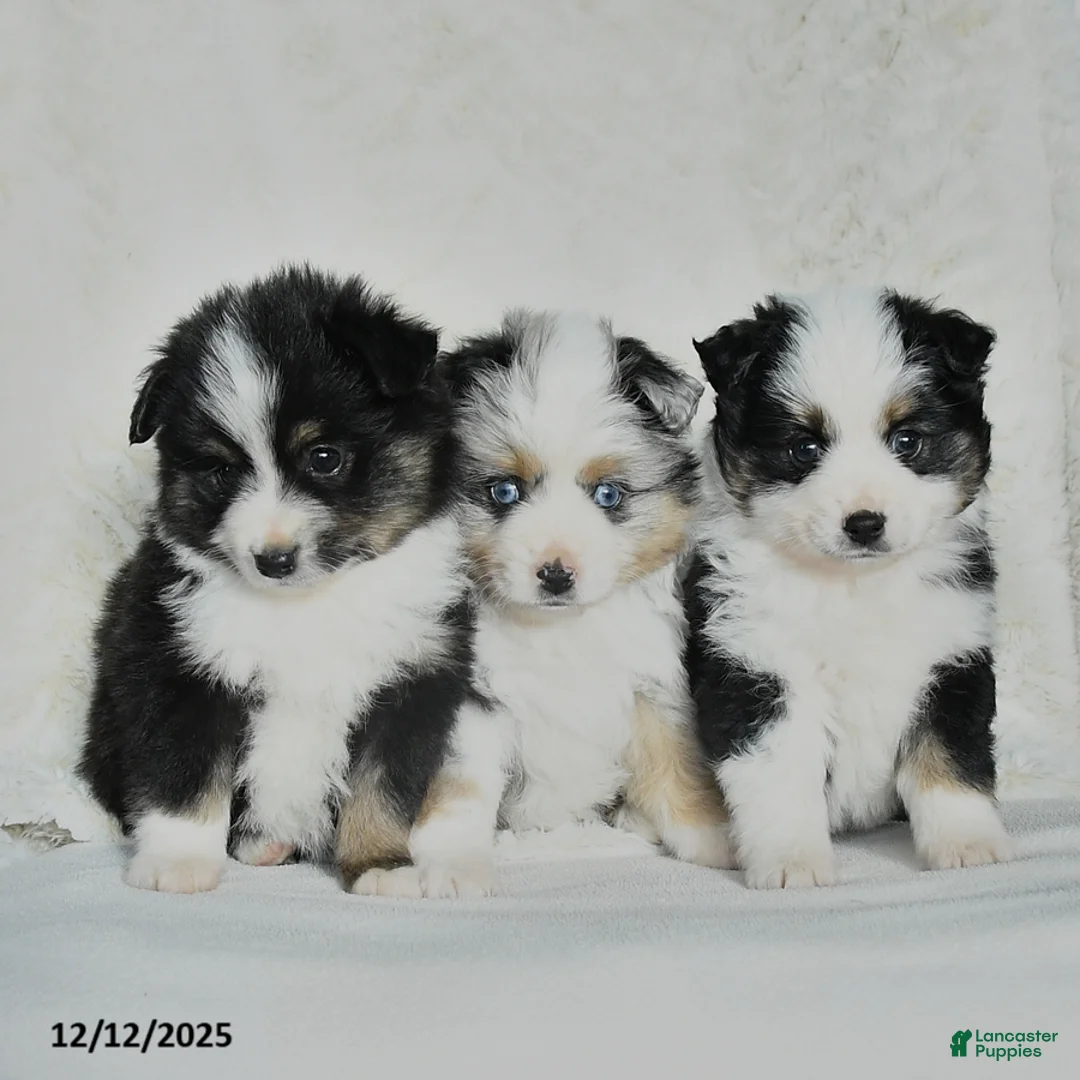 Miniature Australian Shepherd dogs for sale: Holly - Ad 5