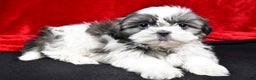 Shih Tzu dogs for sale: Daisy - Ad 4