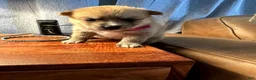 Mixed Breed dogs for sale: Foxy - Female  - Ad 8