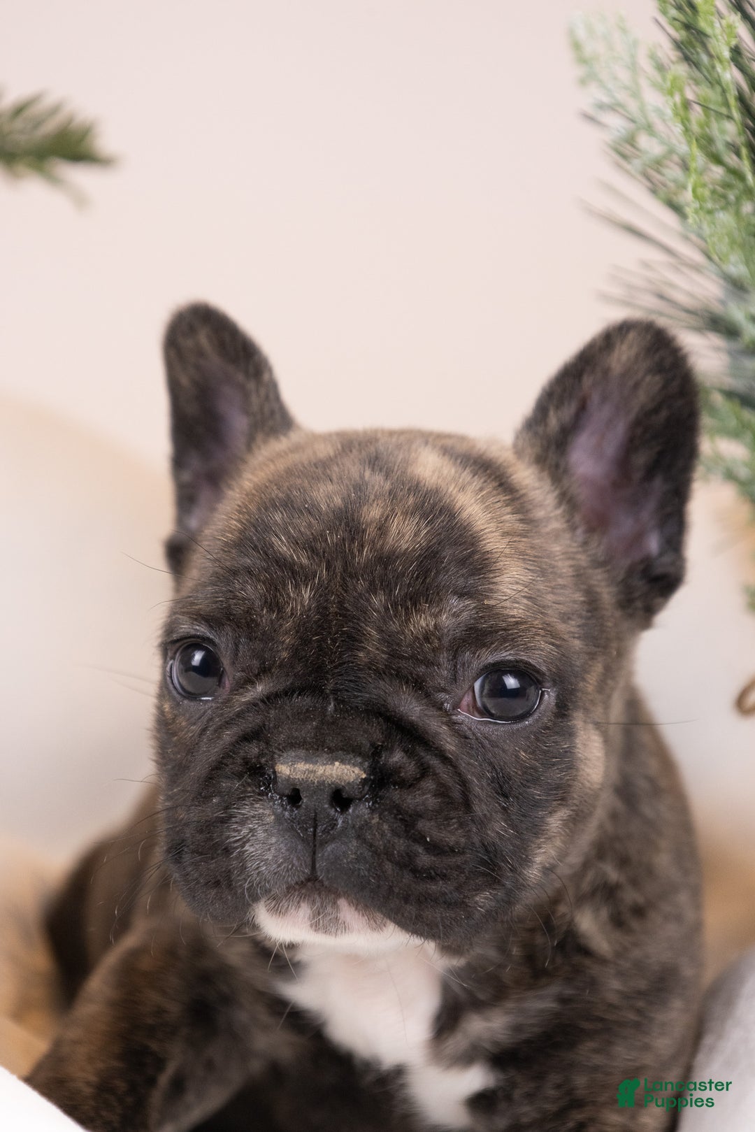 French Bulldog dogs for sale: Bluey - Ad 26