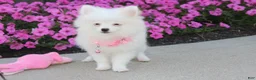 Pomeranian dogs for sale: Bianca  - Ad 3