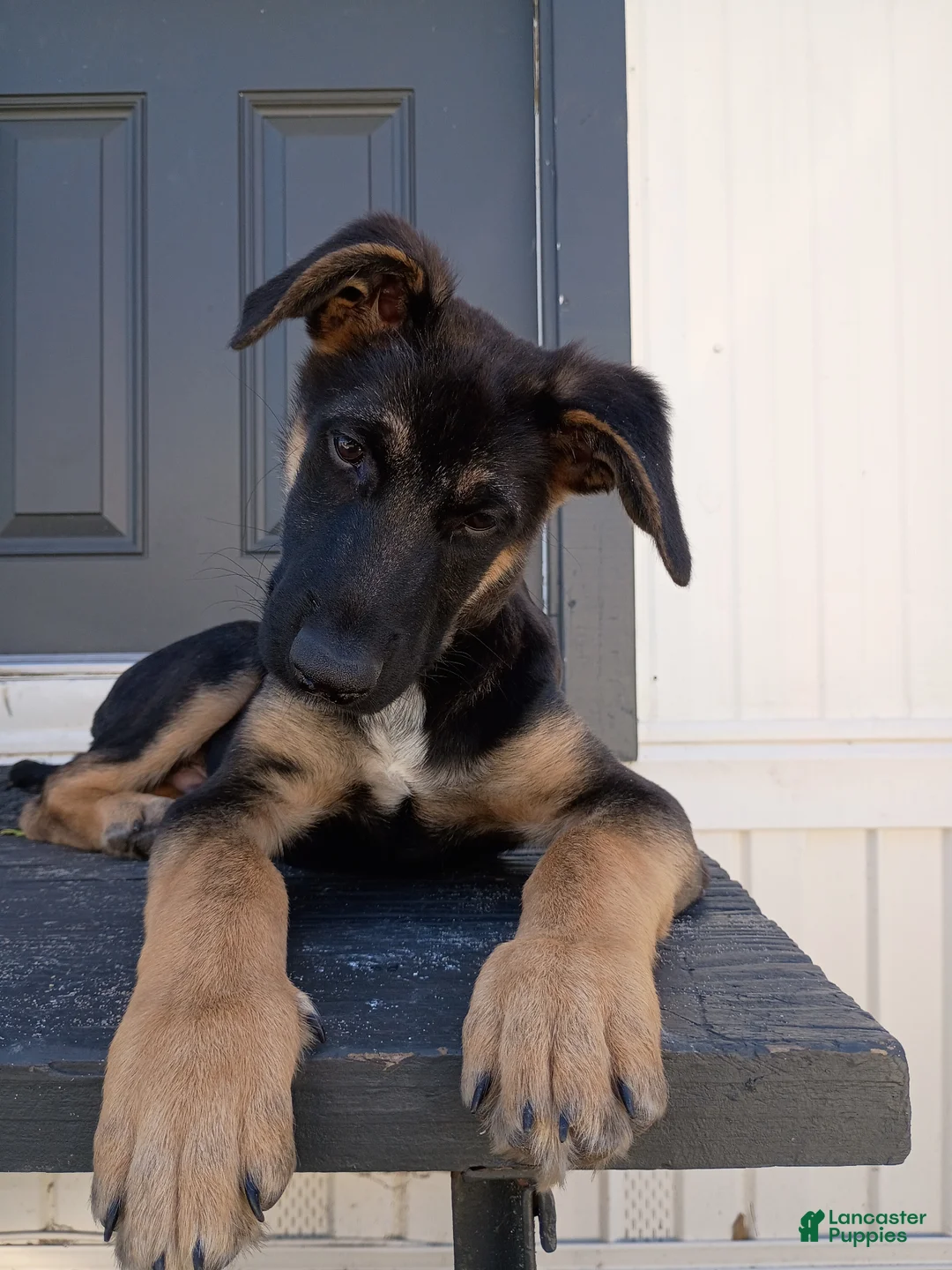 German Shepherd dogs for sale: German Shepherd Puppy 1 - Ad 3