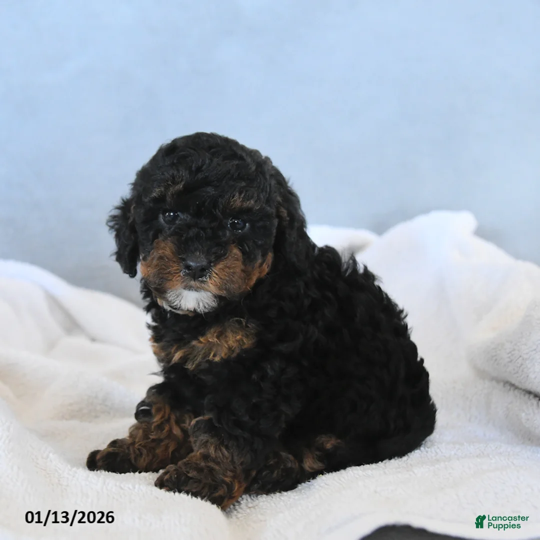 Toy Poodle dogs for sale: Coke - Ad 2
